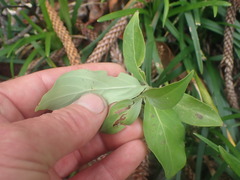 Cornus capitata