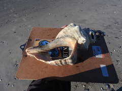 Triplofusus giganteus