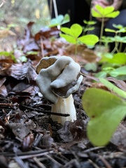 Helvella maculata