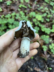 Helvella maculata