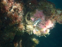 Hypselodoris saintvincentius