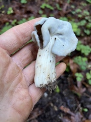Helvella maculata