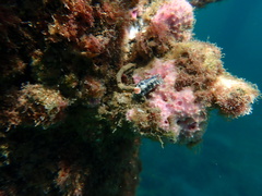 Hypselodoris saintvincentius