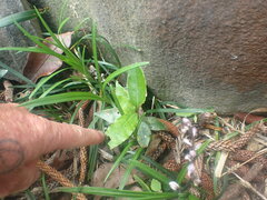 Laurus nobilis