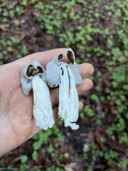 Helvella maculata