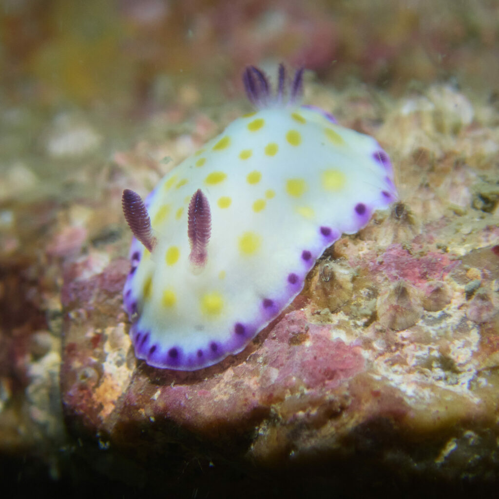 Gold-and-purple Goniobranchus