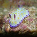 Gold-and-purple Goniobranchus - Photo (c) Ken Cheung, some rights reserved (CC BY-NC), uploaded by Ken Cheung