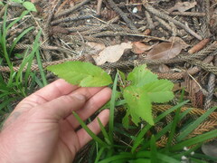 Prunus