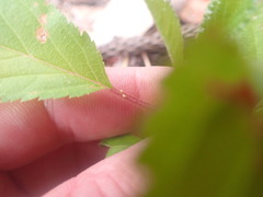 Prunus
