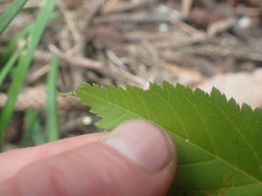 Prunus