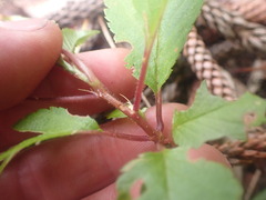 Prunus