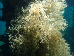 Amathia verticillata