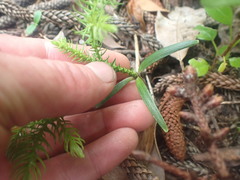 Araucaria heterophylla