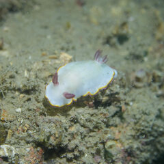 Goniobranchus sinensis