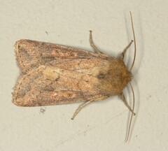 Melionica albipuncta