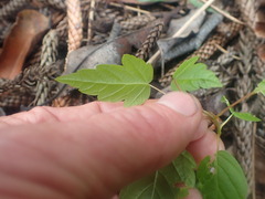 Acer