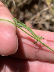 Convolvulus angustissimus