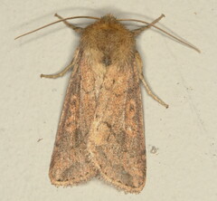 Melionica albipuncta