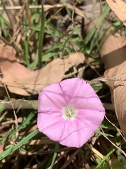 Convolvulus angustissimus