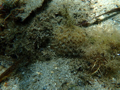 Plesiastrea versipora