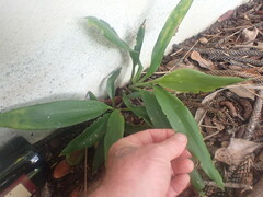 Cordyline fruticosa