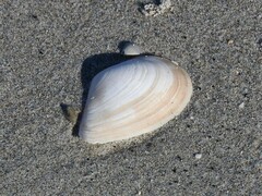Austromacoma constricta