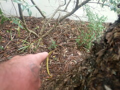 Cordyline fruticosa