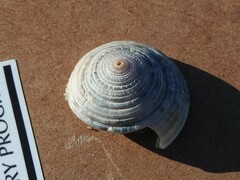 Architectonica nobilis