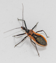 Gminatus