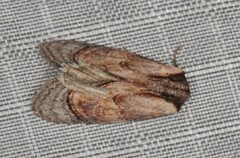 Paracroria griseocincta