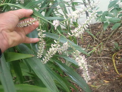 Cordyline fruticosa