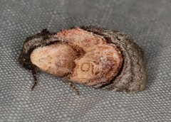 Paracroria griseocincta