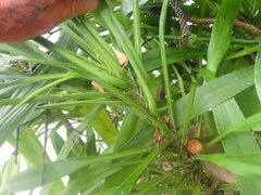 Cordyline fruticosa