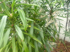 Cordyline fruticosa