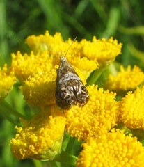 Tebenna bjerkandrella