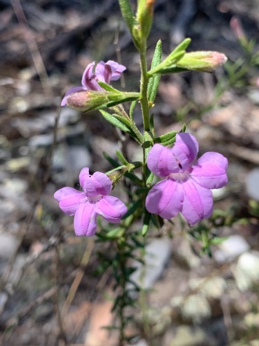 Coopernookia barbata (Coopernookia barbata)