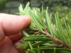 Pinopsida