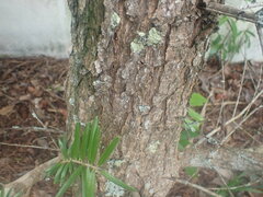 Pinopsida