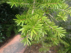 Pinopsida
