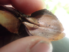 Pinopsida