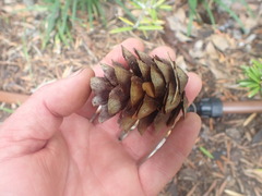 Pinopsida