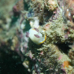 Goniobranchus sinensis