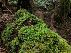 Hymenophyton flabellatum