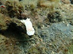 Goniobranchus