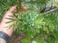 Podocarpus