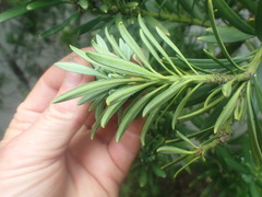 Podocarpus