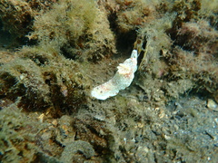 Goniobranchus