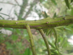 Podocarpus