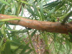 Podocarpus