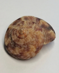 Calliostoma koma